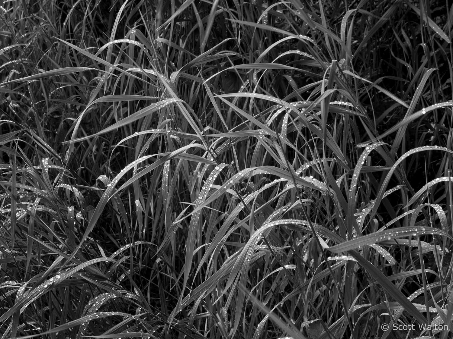 wet-grass-rockefeller-preserve-tetons.jpg