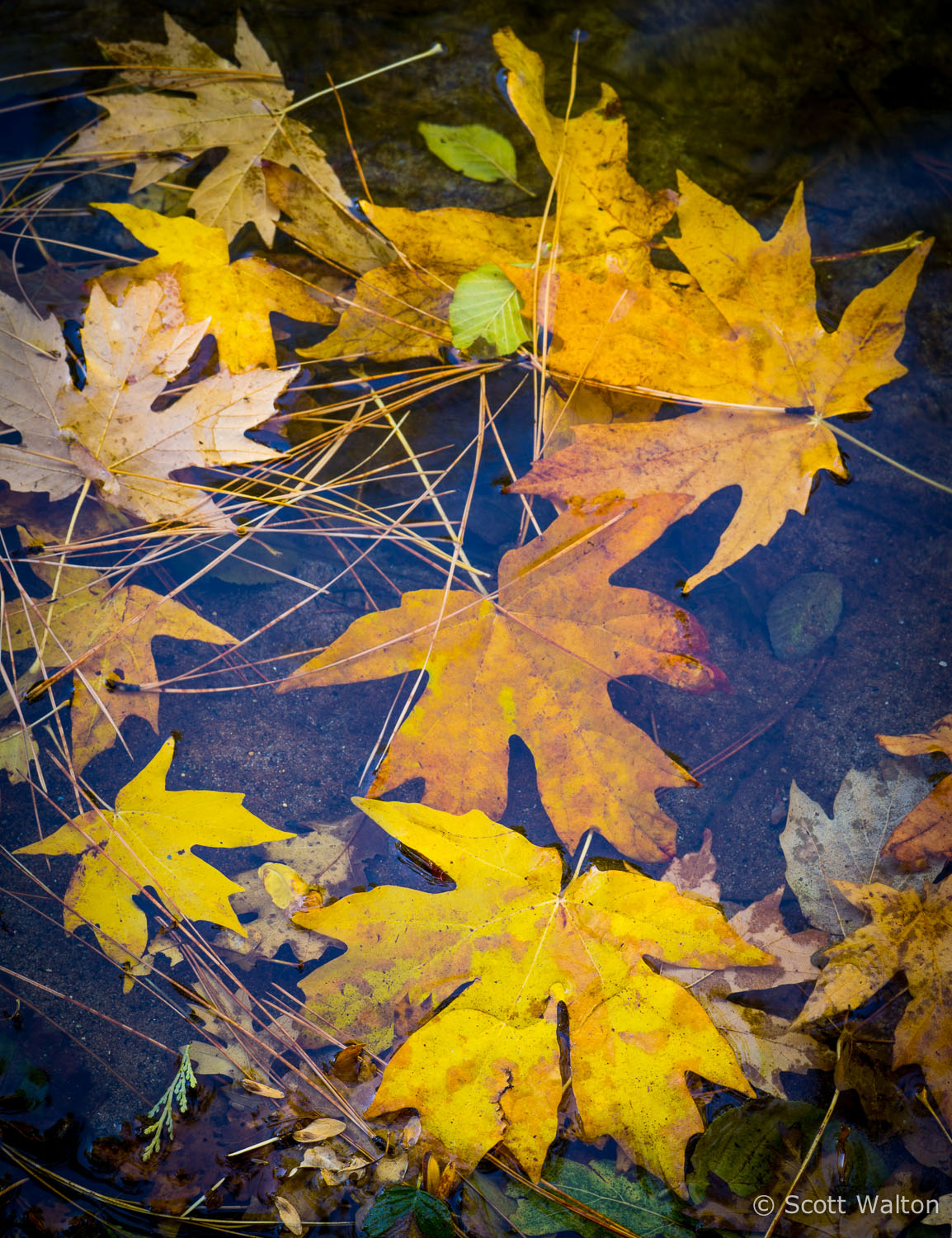 yosemite-aspen-fall-leaves-merced-river-california-ae.jpg