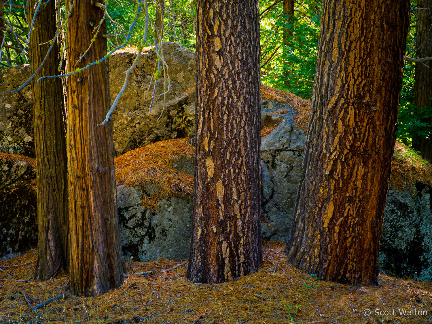 yosemite-rocks-trees-forest-detail-ae.jpg