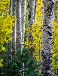 aspen-fall-lee-vining-canyon-sierra-california-ae.jpg