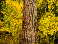 aspen-pine-forest-fall-lee-vining-canyon-california-ae.jpg