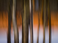 aspen-trees-mormon-row-abstract-jackson-hole-wyoming-grand-tetons-ae.jpg