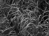 wet-grass-rockefeller-preserve-tetons.jpg