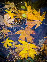 yosemite-aspen-fall-leaves-merced-river-california-ae.jpg