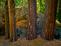 yosemite-rocks-trees-forest-detail-ae.jpg