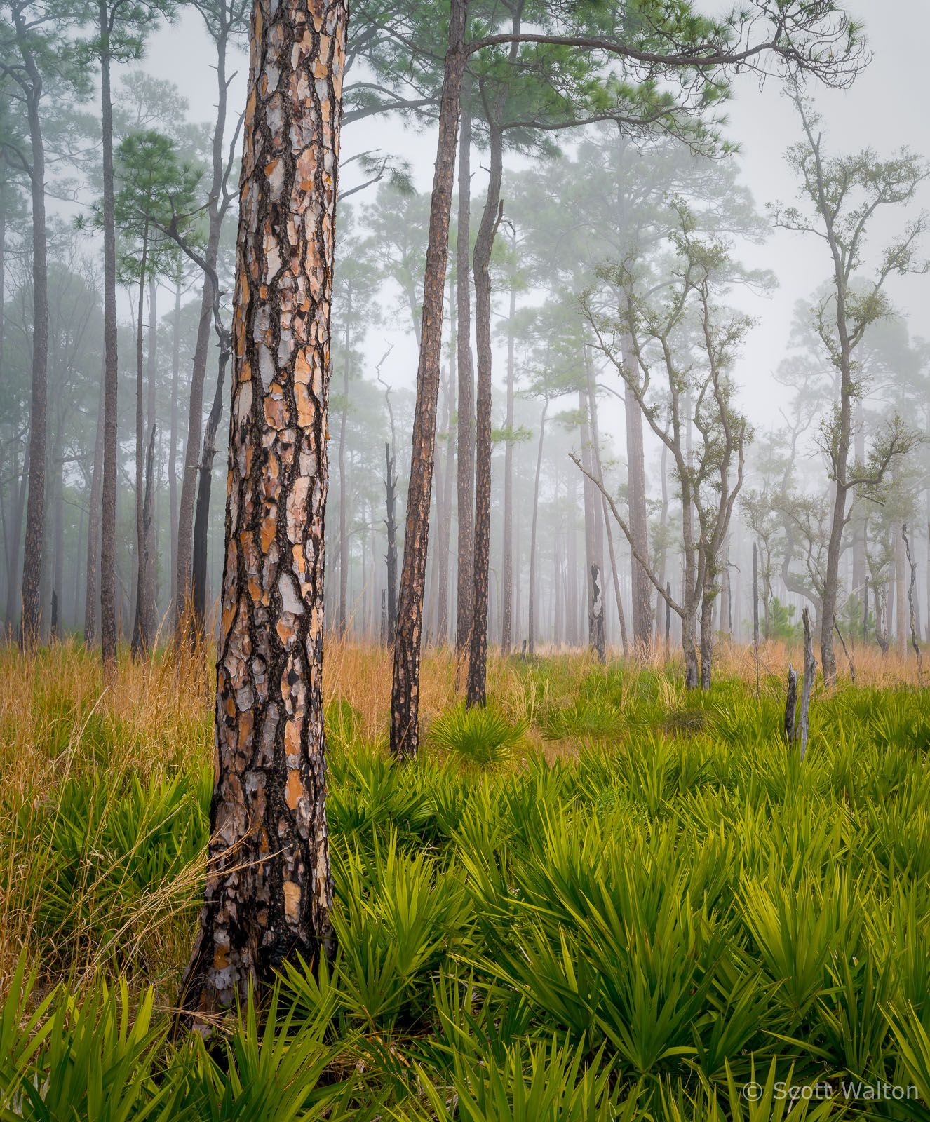 Longleaf-Pine-Fog-Choctawhatchee-Eglin-Florida.jpg