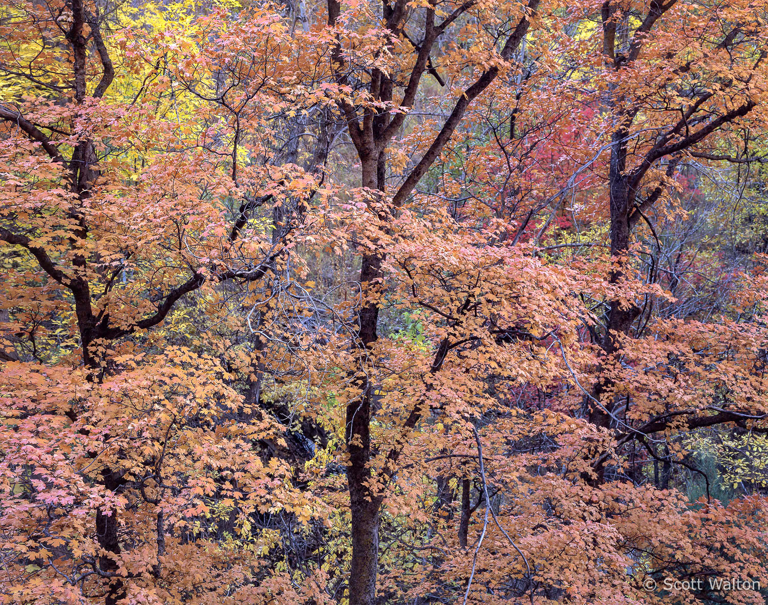 ZionMainCynHillsidePeachLeaves_stretch3.jpg