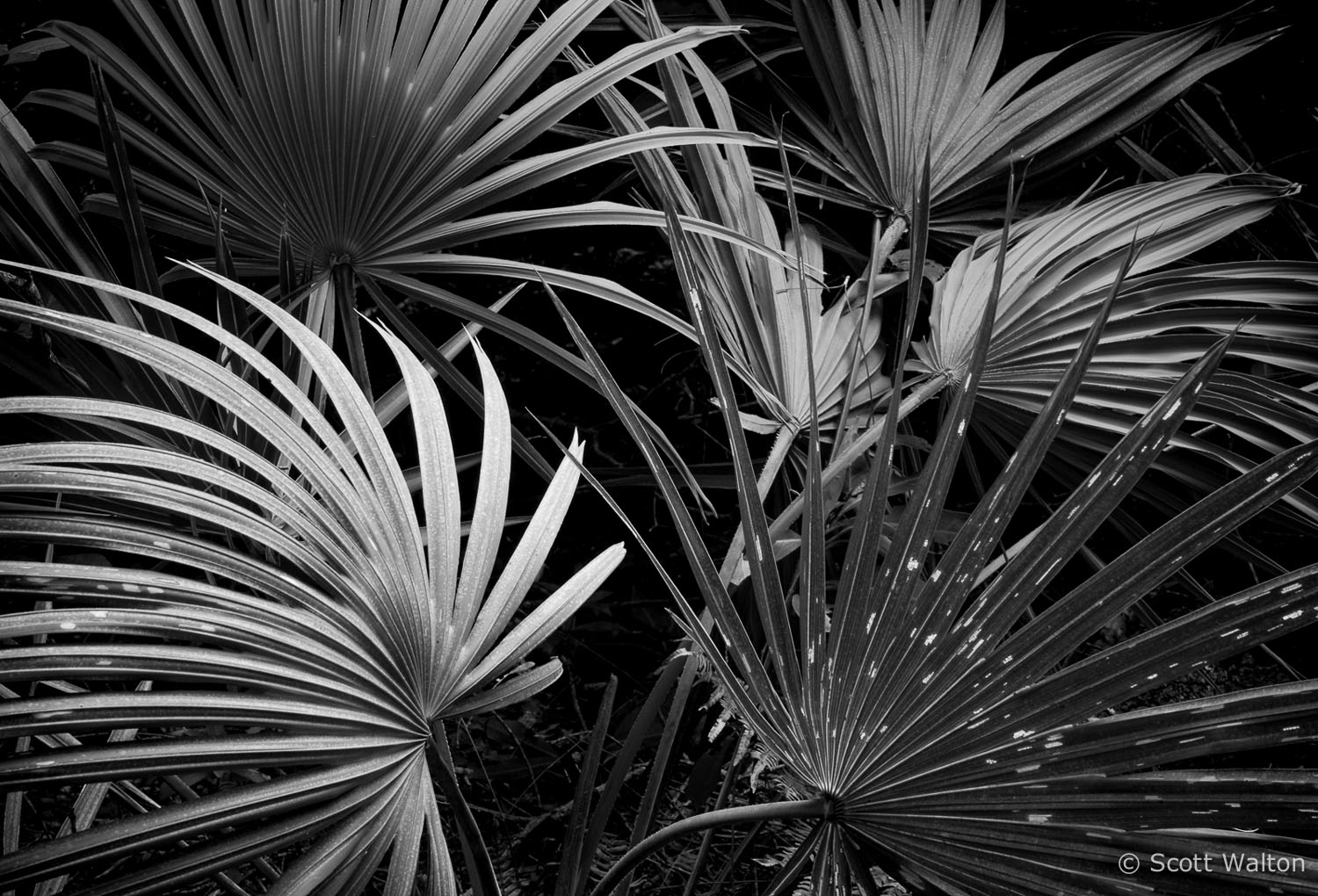 curved-palmettos-timberlake-recreation-area-eglin-reservation-florida.jpg