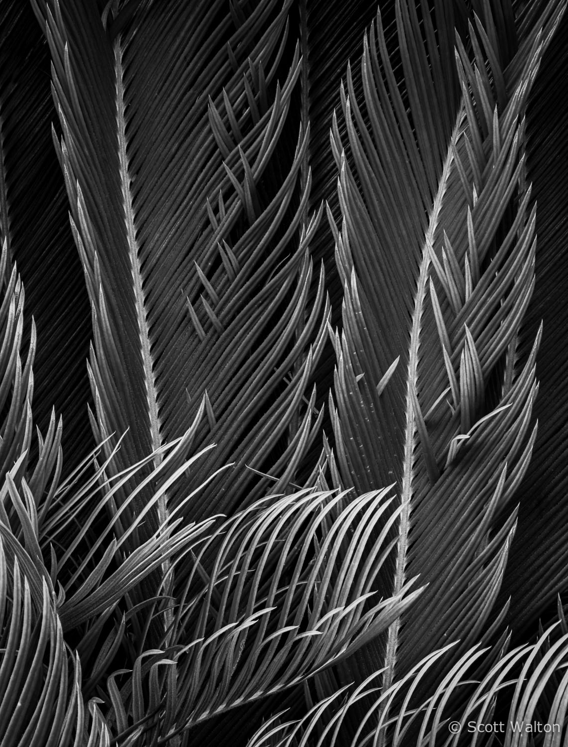 king-sego-palm-detail-niceville-florida.jpg