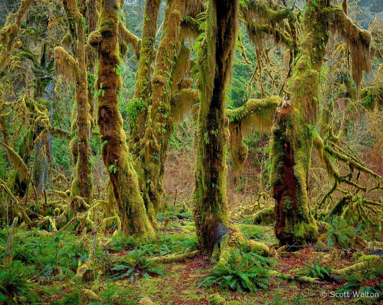 Maple Grove, Hoh Rainforest Scott Walton Photographs