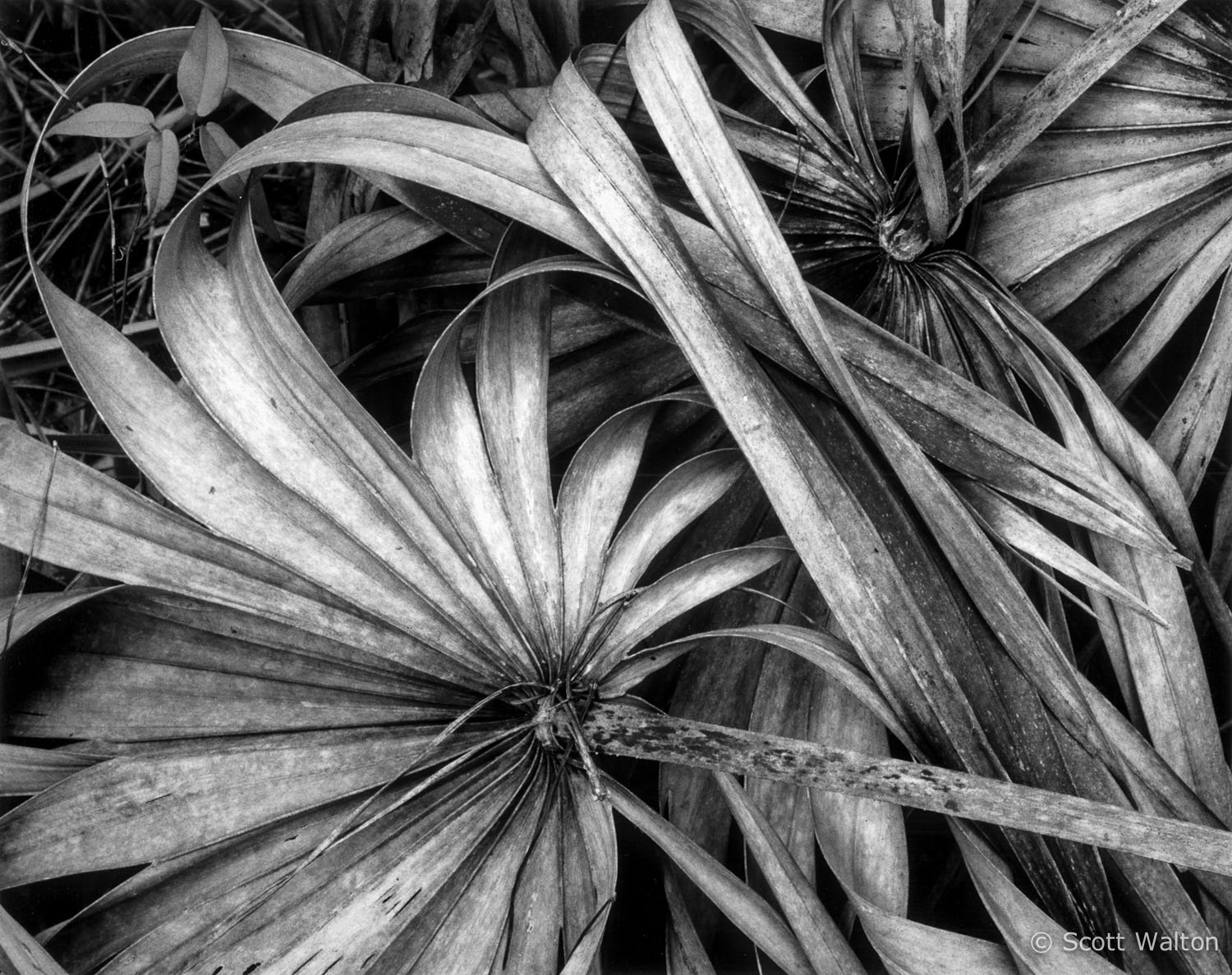 palmetto-detail-niceville-florida.jpg