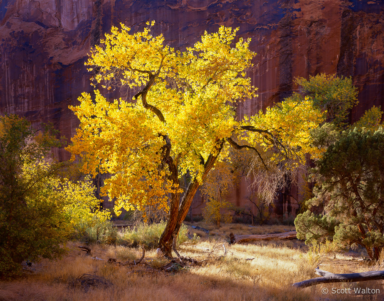 the-sentinel-glowing-cottonwood-coyote-gulch-utah.jpg