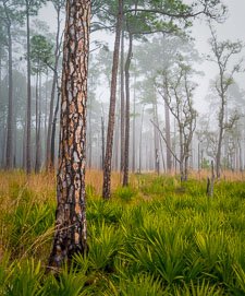 Longleaf-Pine-Fog-Choctawhatchee-Eglin-Florida.jpg