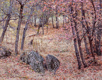 Maple Passage ZionMainCynMapleGroveSplitRockPath.jpg