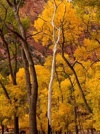 autumn-color-forest-zion-national-park-utah.jpg