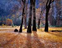 black-oak-trees-el-capitan-meadow-yosemite-california.jpg