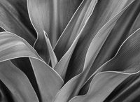 botanical-detail-orlando-florida.jpg