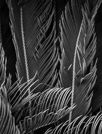 King Sego Palm detail, Niceville, Florida king-sego-palm-detail-niceville-florida.jpg