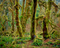 maple-grove-trees-hoh-rain-forest-olympic-national-park-washington.jpg