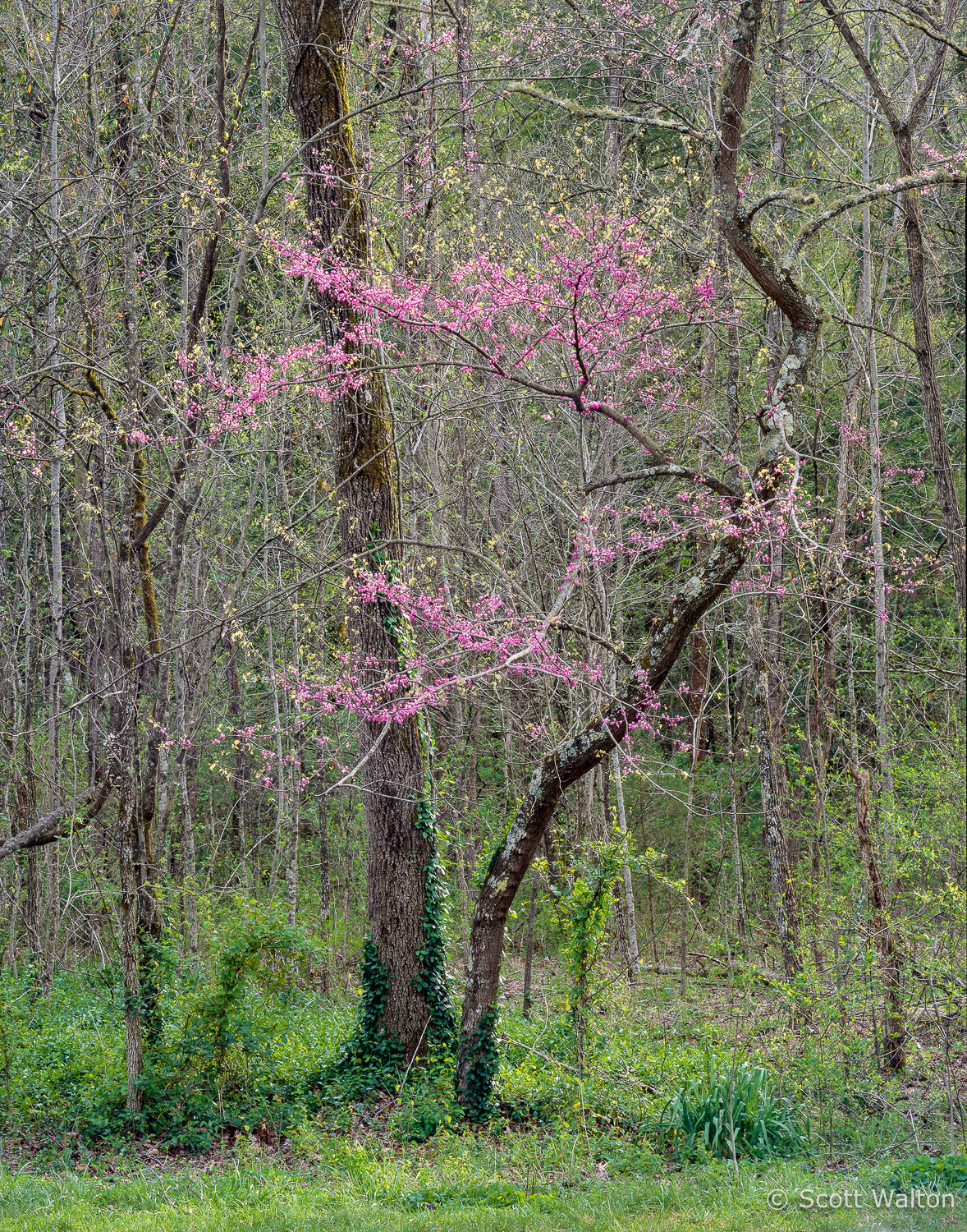 Redbud-Sugarlands-7001740-004.jpg