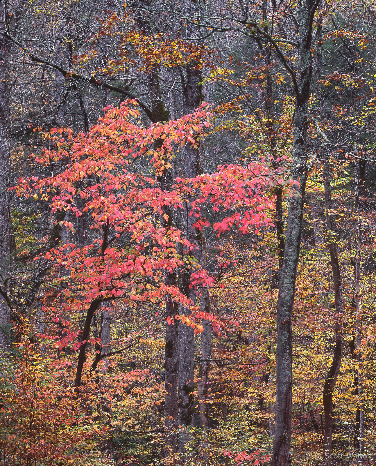 Smokies-FallDogwood-Sugarlands-homescan-velvia50.jpg