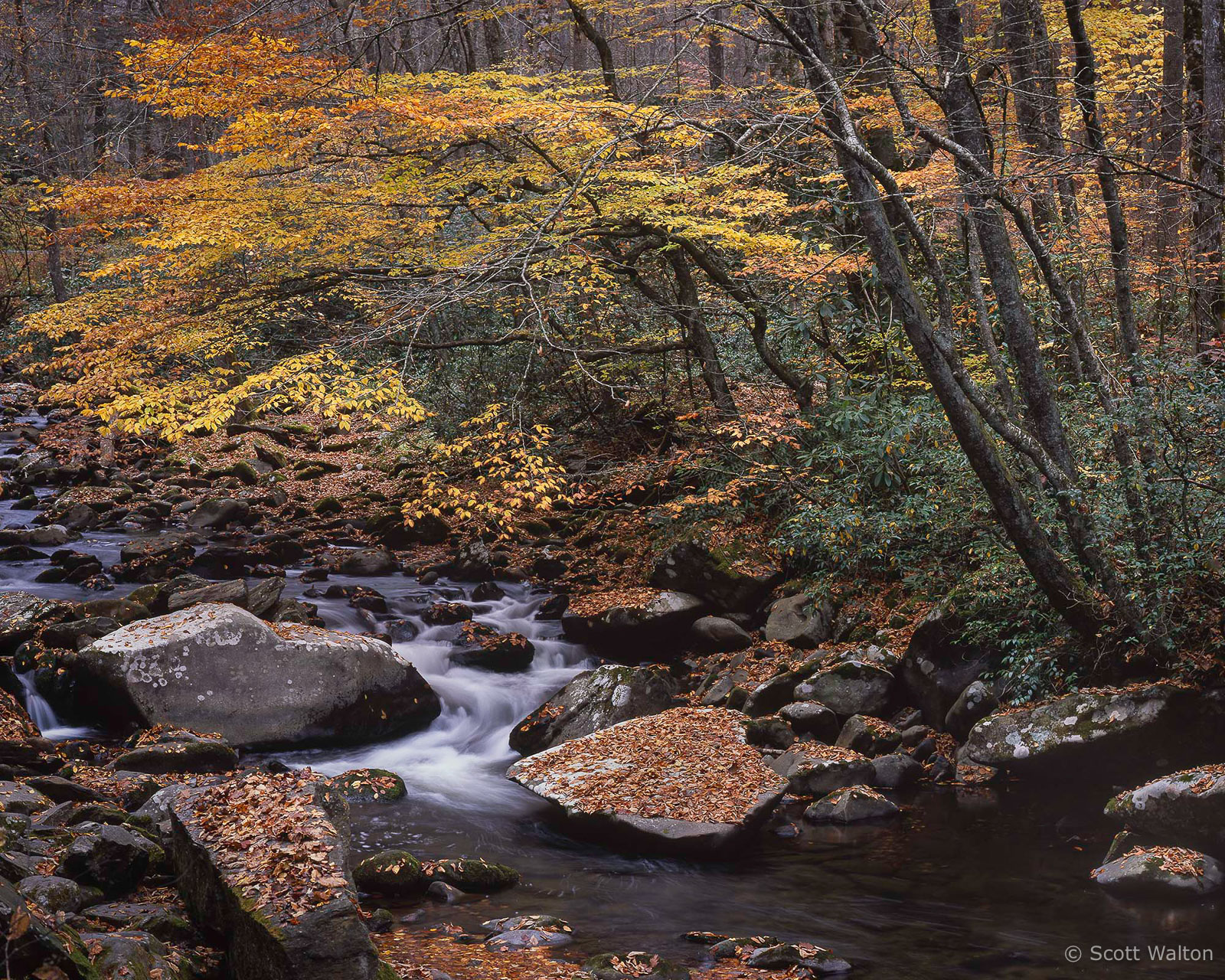 Smokies-OconolufteeRiverFallFoliage-homescan-provia.jpg