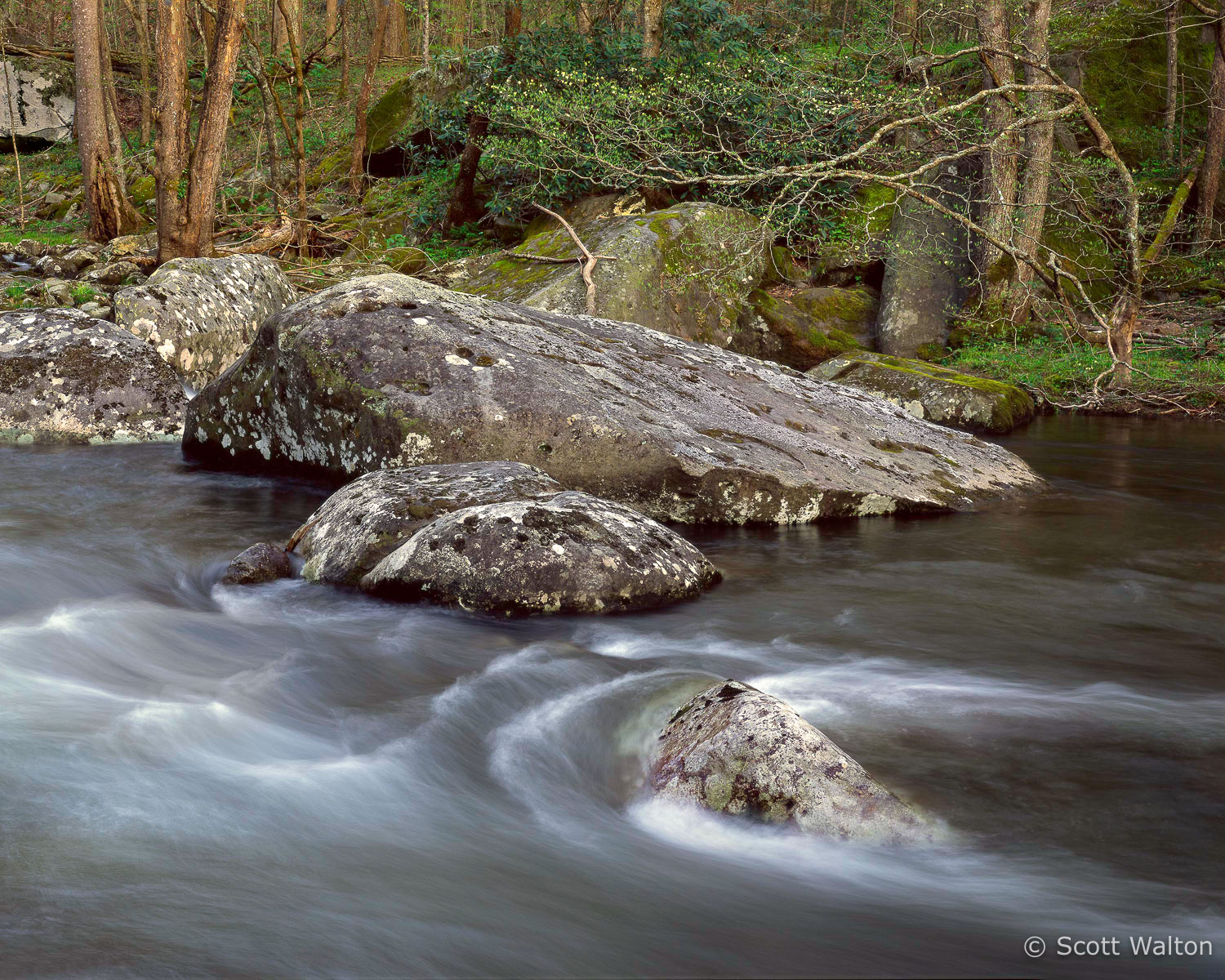 Smokies2019RockRiverDogwood7001740-001_v2.jpg