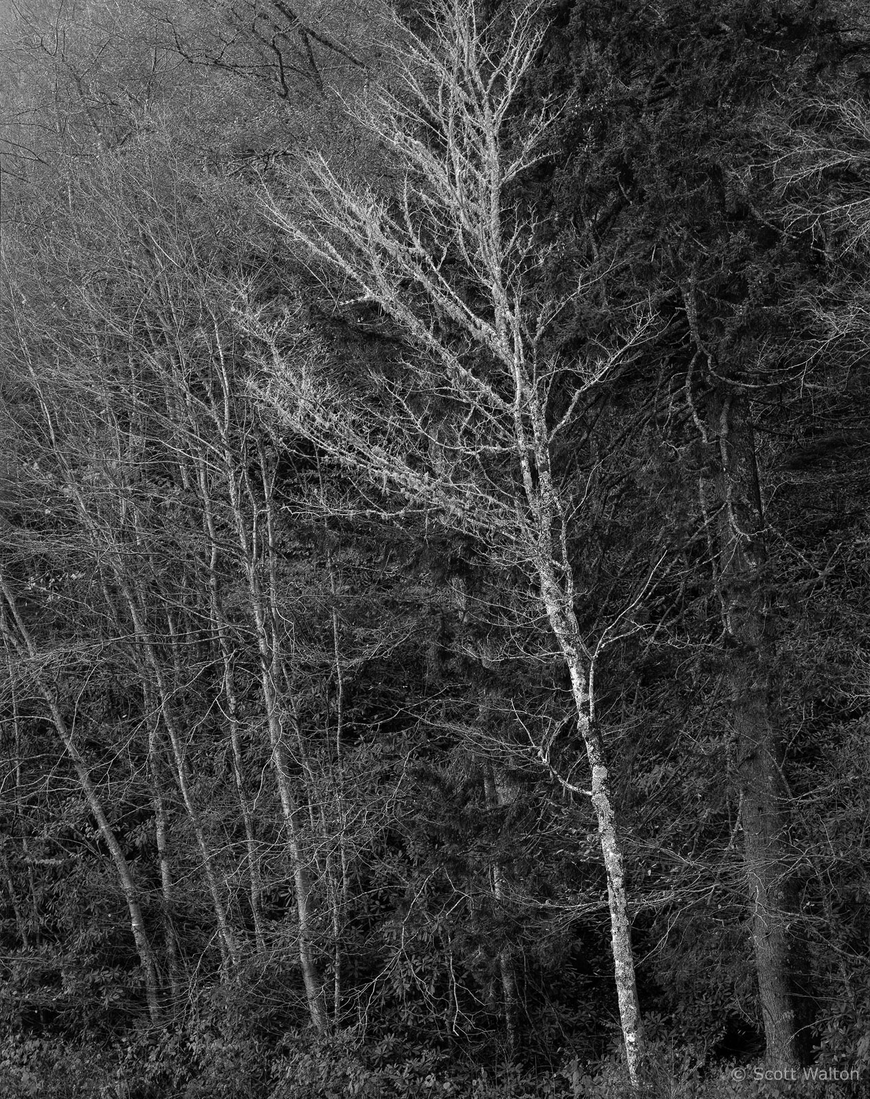 SmokiesBareTreeAgainstPinesFall-homescan-tmax400.jpg