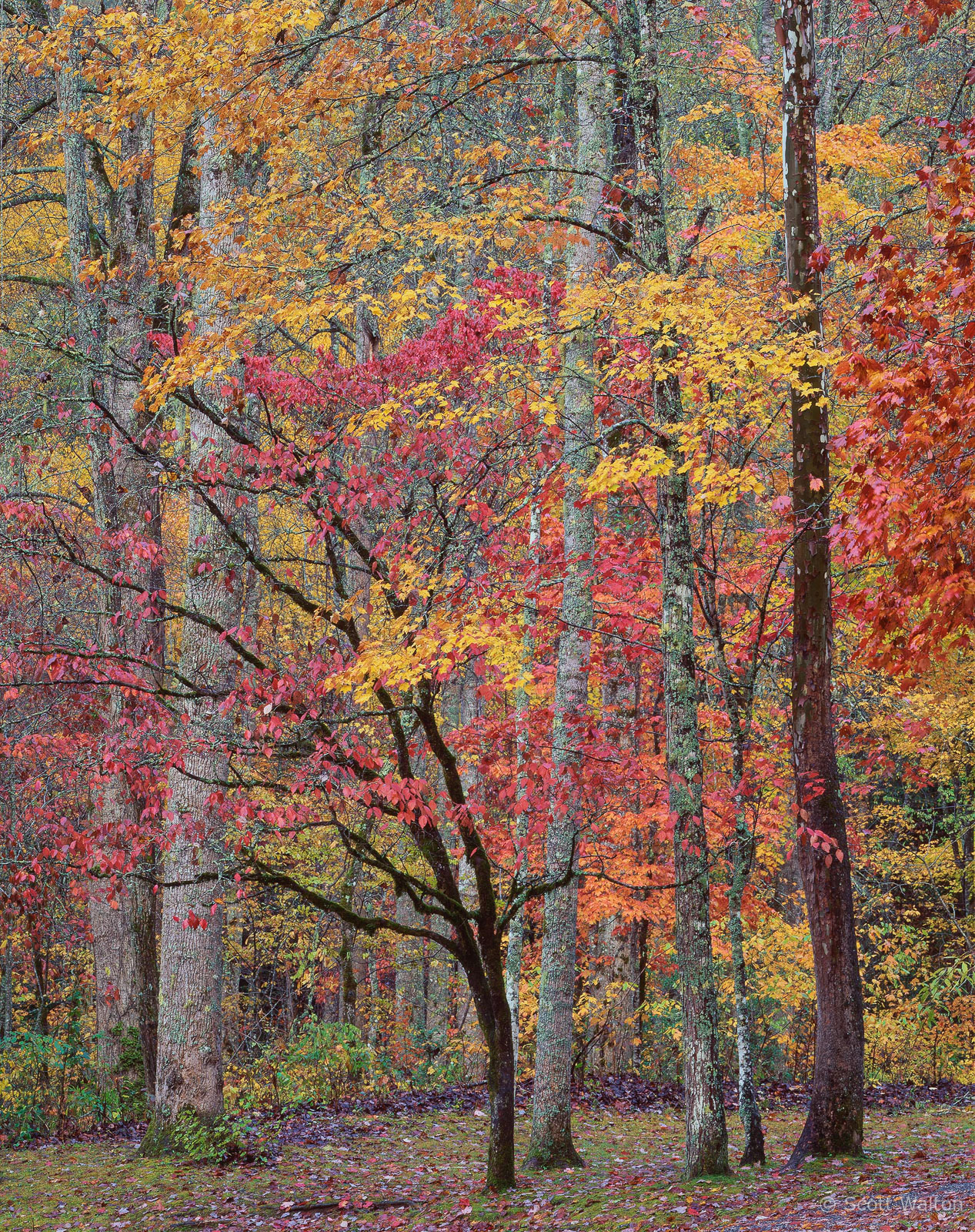 SmokiesCollinsCkFallVert-homescan-Velvia.jpg