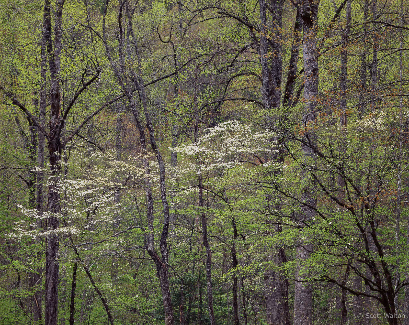 SmokiesDogwoodCollinsCrkCurves-Horiz-homescan-Velvia.jpg