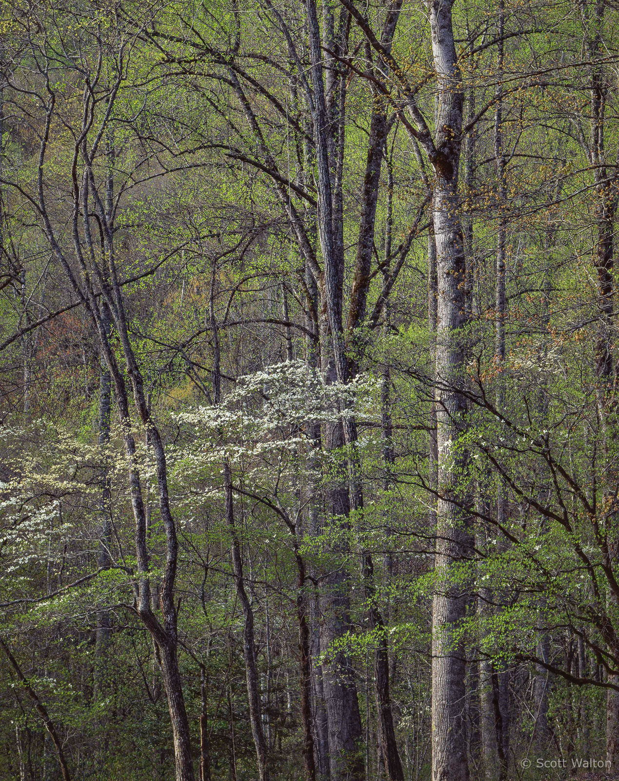 SmokiesDogwoodCollinsCrkCurves-Sunlit.jpg