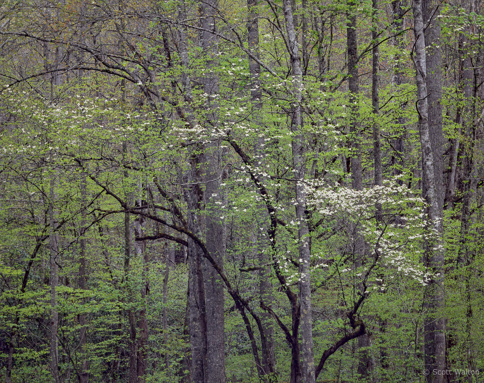 SmokiesDogwoodCurvingBlackTrunks-v2.jpg