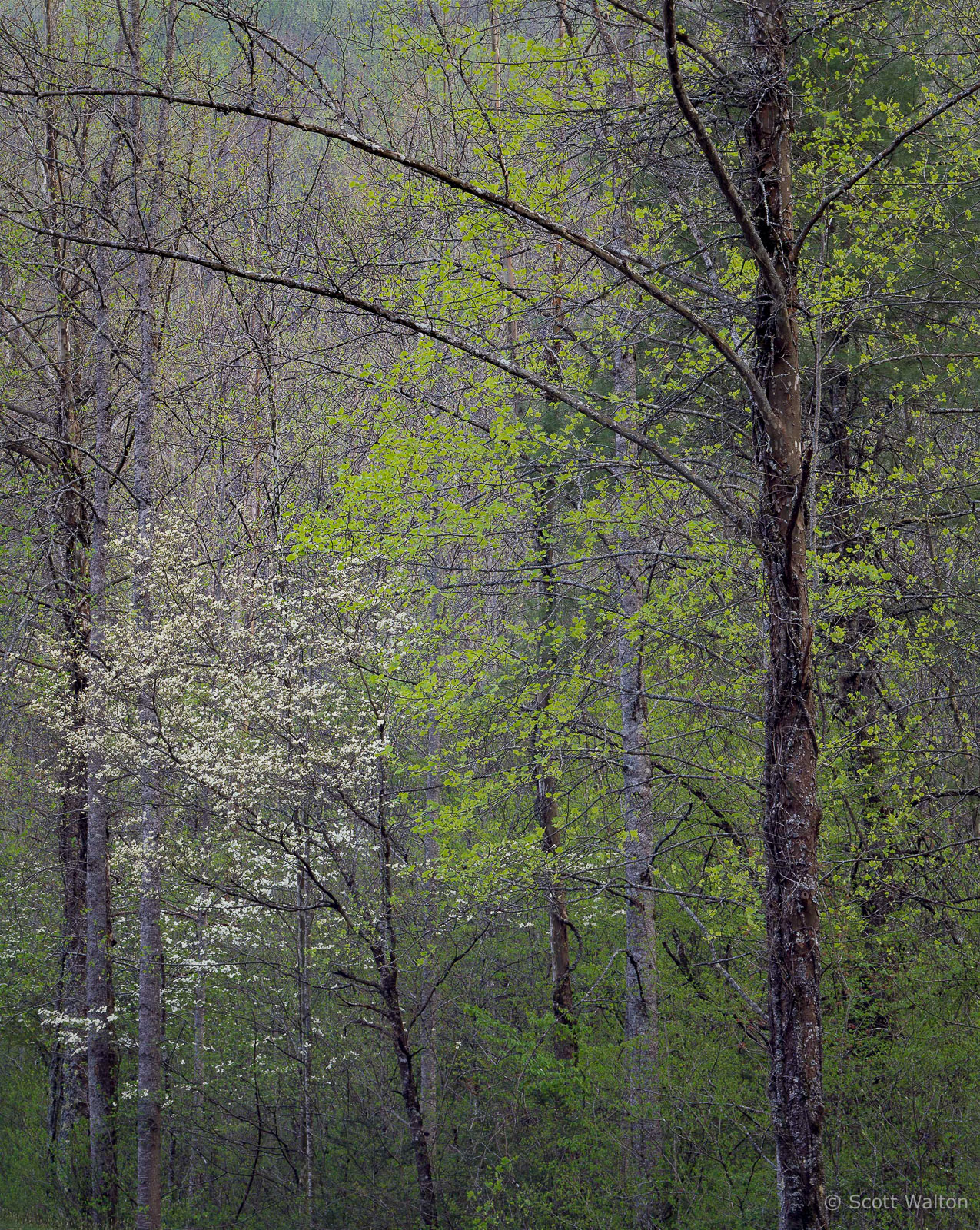 SmokiesDogwoodCurvingHighBranches-v2.jpg