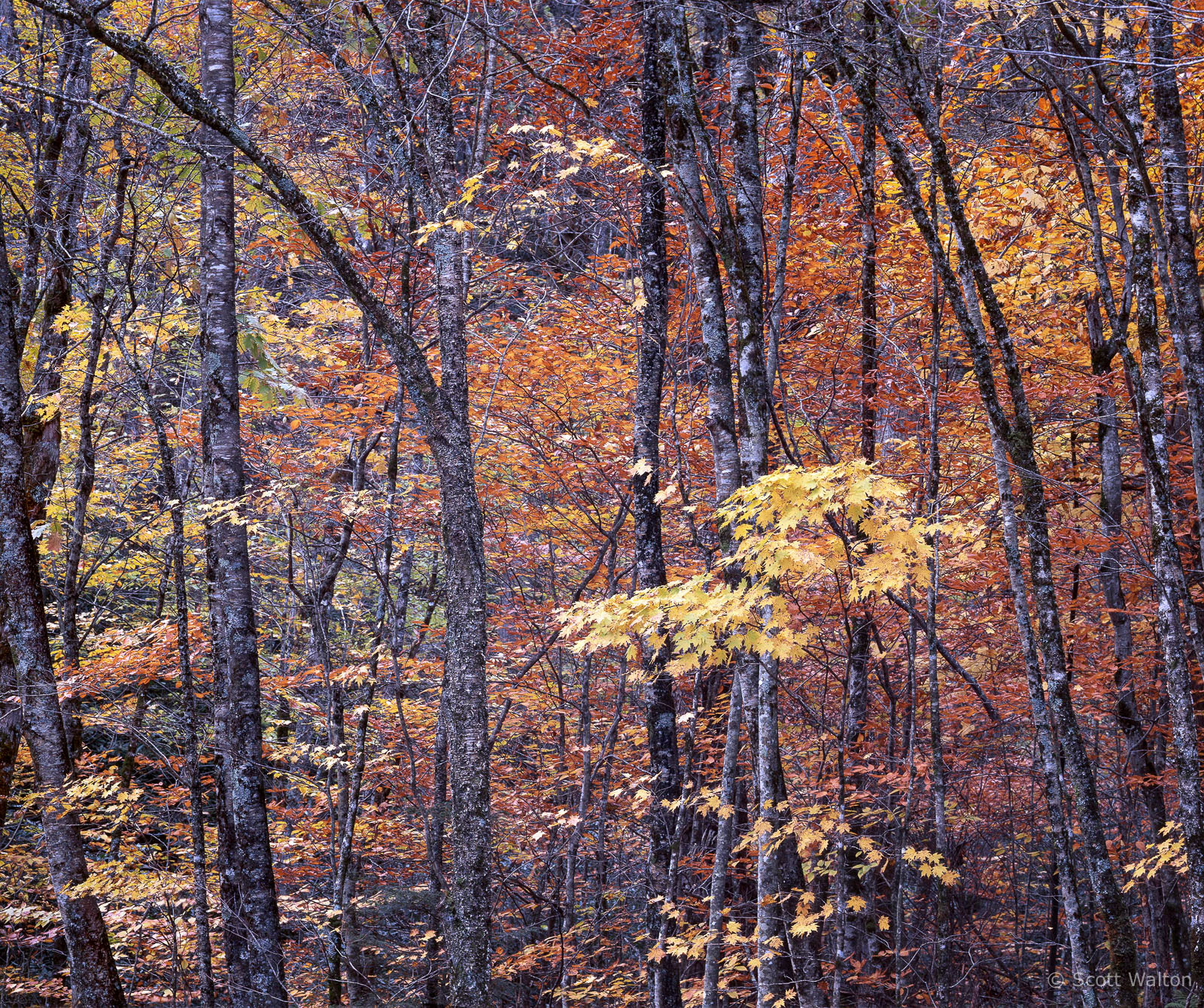 SmokiesLeaningTreesStraightenedFall-homescan-Velvia.jpg