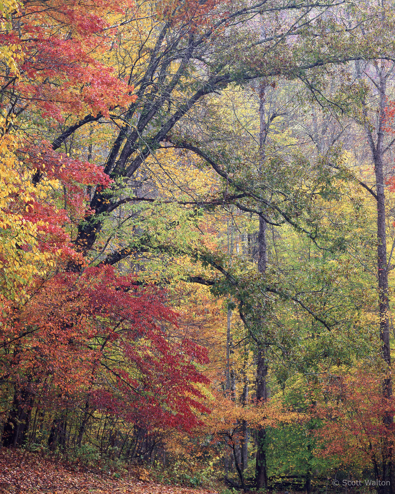 SmokiesMingusMillCurvedTrees-homescan-Velvia.jpg