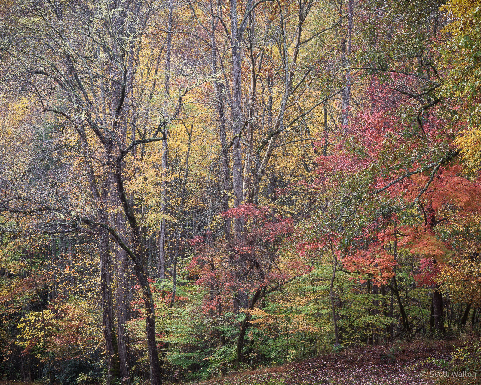 SmokiesMingusMillEntranceFall-homescan-horiz-Velvia_v2.jpg