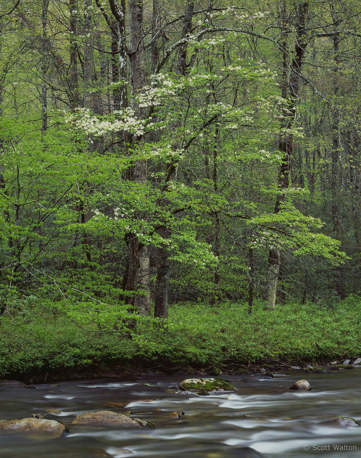 SmokiesRiverDogwoodRain-homescanVelvia.jpg