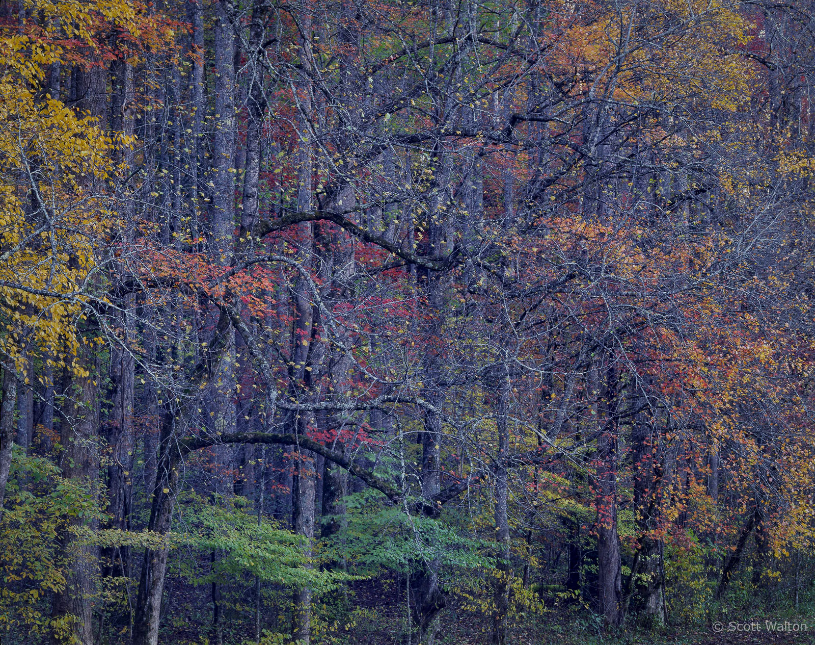 SmokiesRoadsideCurvingBranchesHoriz-Fall-homescan-Velvia.jpg