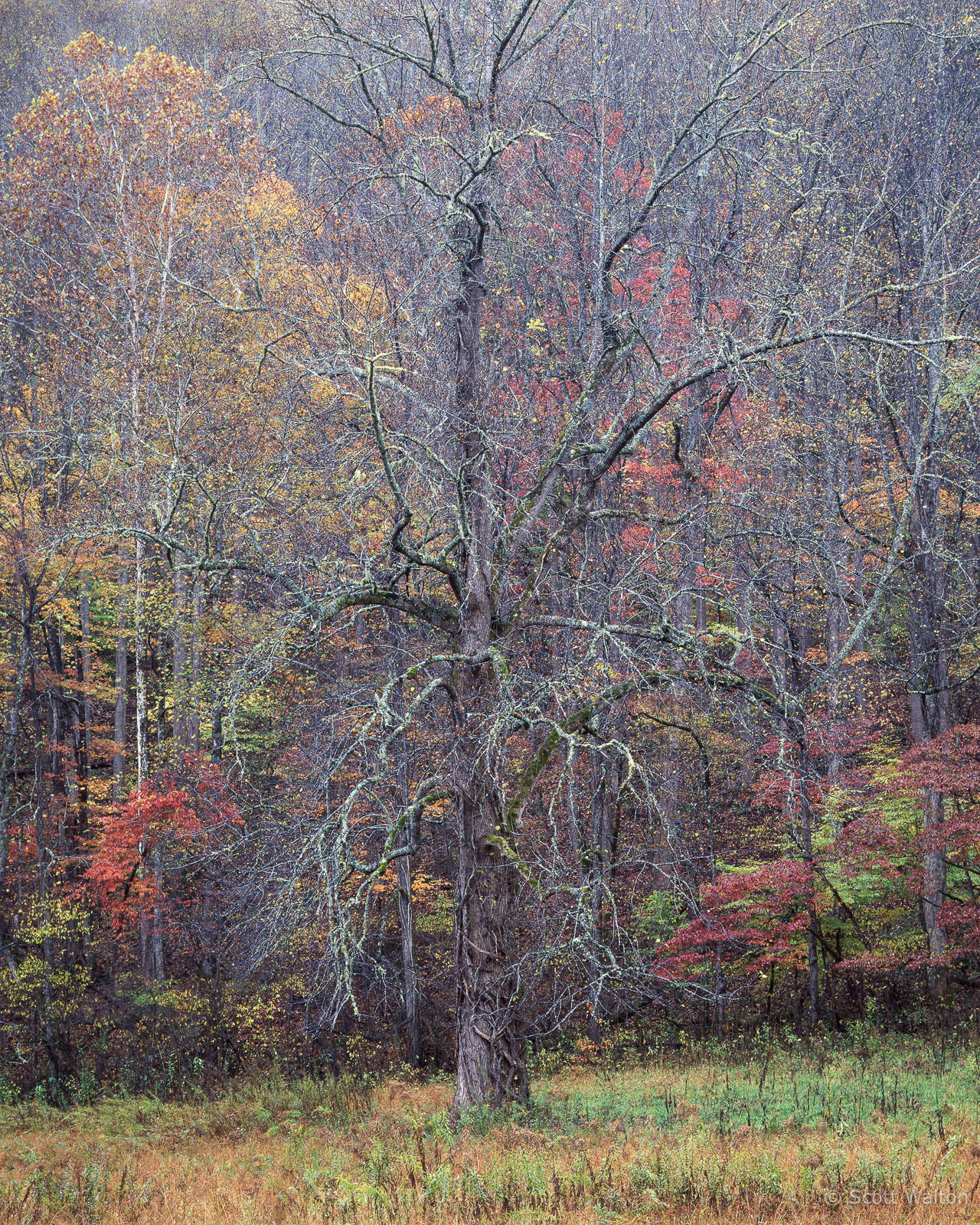 SmokiesTreeAgainstColorfulHillside-Rain-homescan-Velvia-v2.jpg