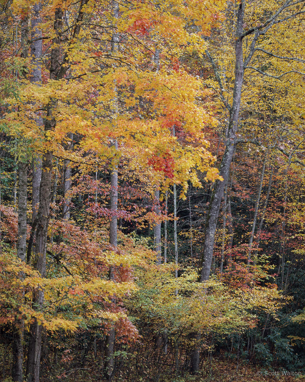 SmokiesYellowOrangeTreeRedPatches-homescan-provia.jpg