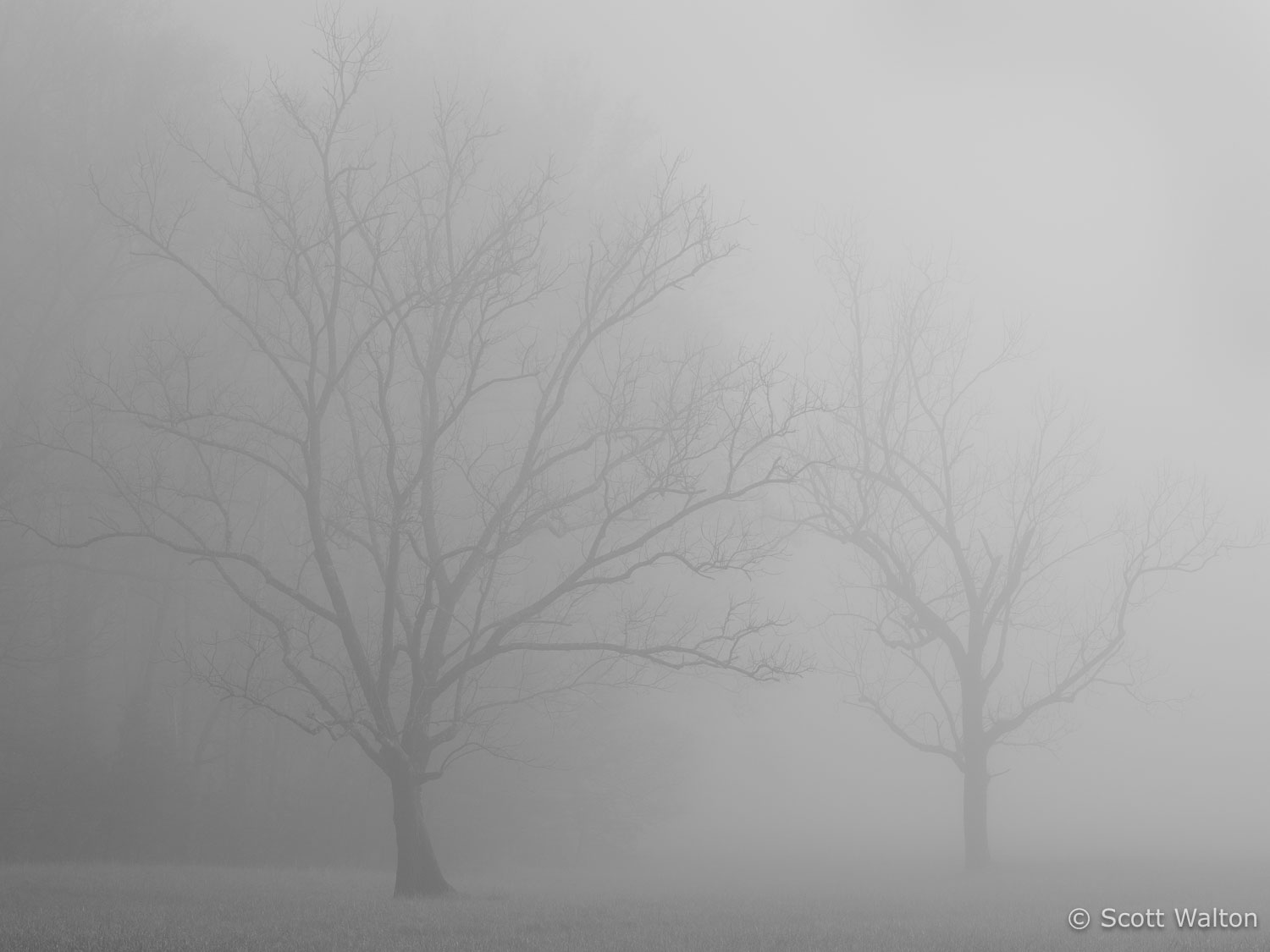 cades-cove-trees-fog-great-smoky-mountains-national-park-tennessee.jpg