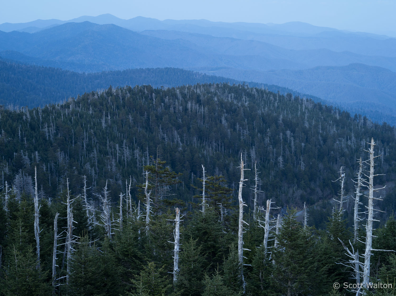 clingmans-dome-trees-great-smoky-mountains-north-carolina.jpg