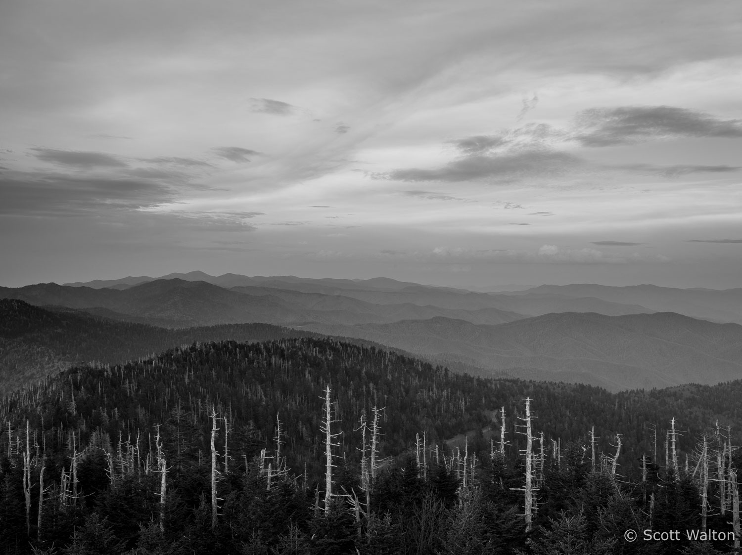 dead-trees-clingmans-dome-great-smoky-mountains-north-carolina.jpg