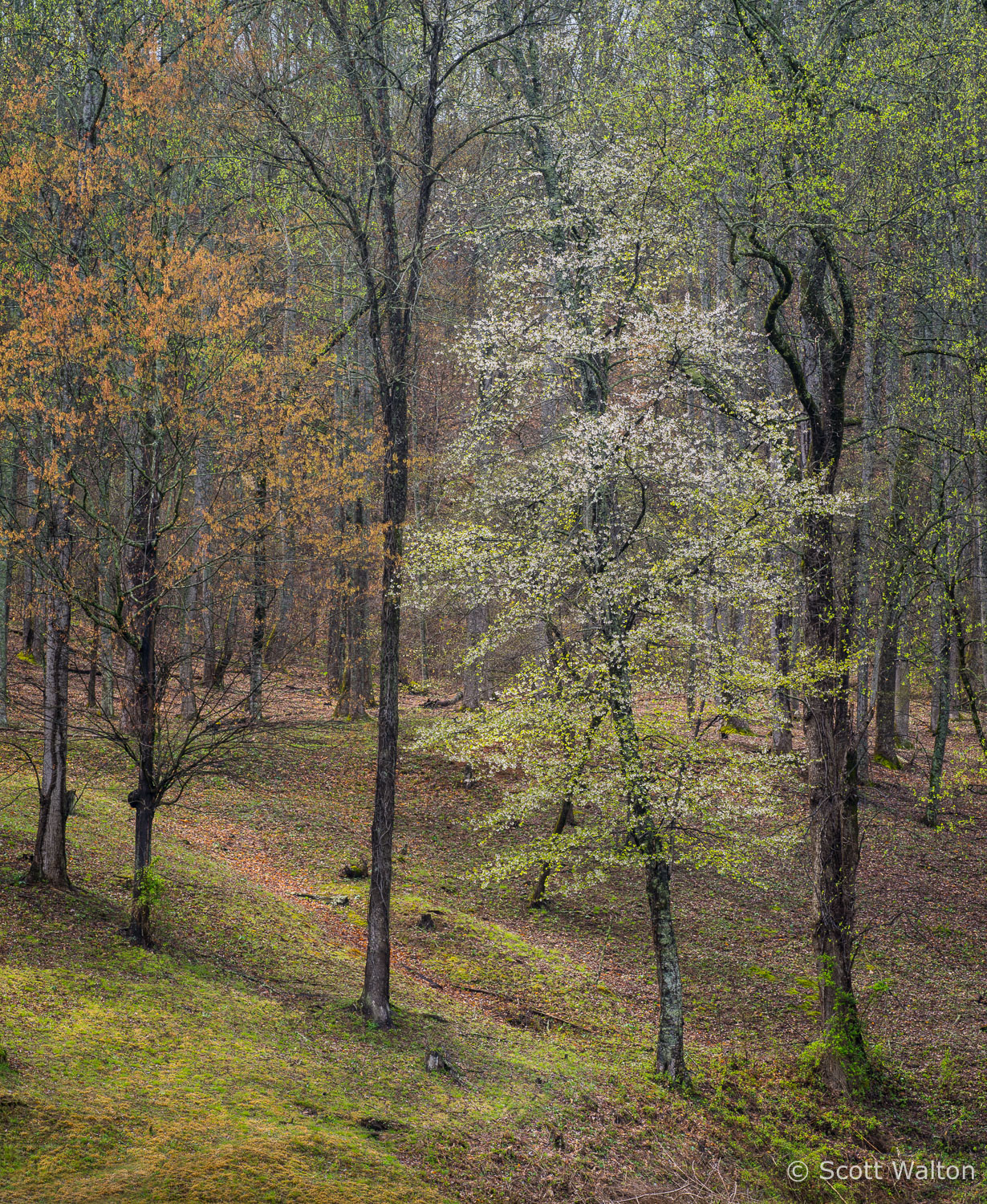 dogwood-early-spring-great-smoky-mountains-north-carolina-Edit.jpg