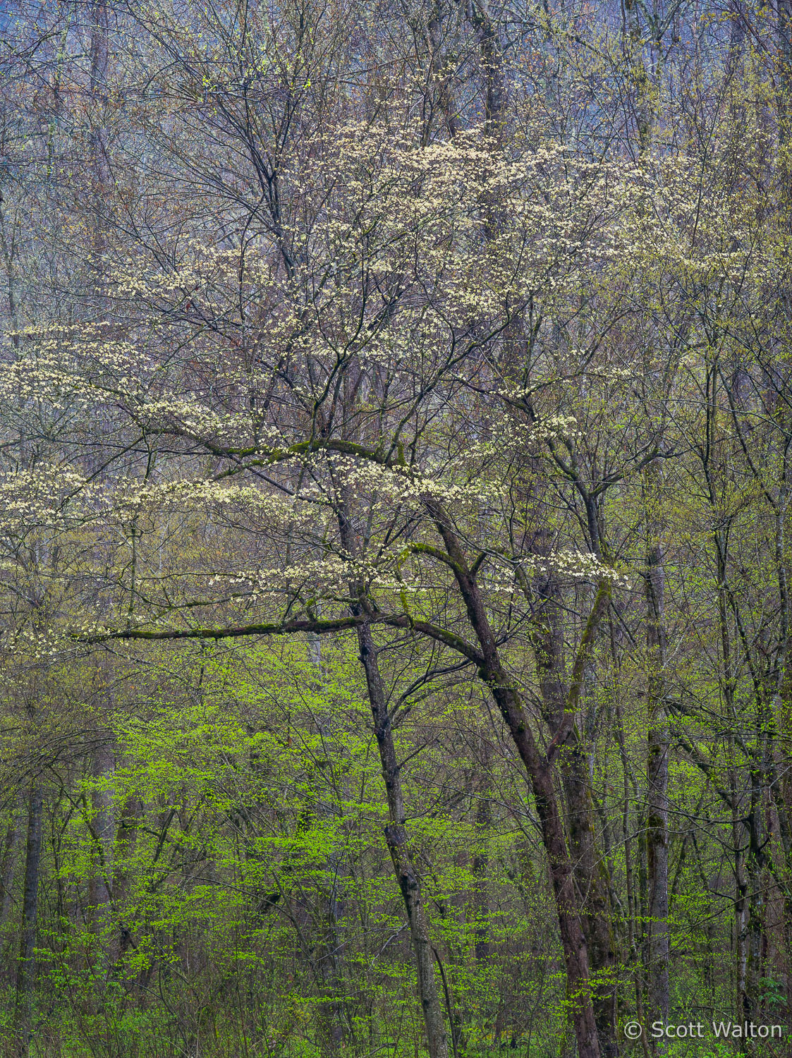 dogwood-rain-great-smoky-mountains-north-carolina.jpg