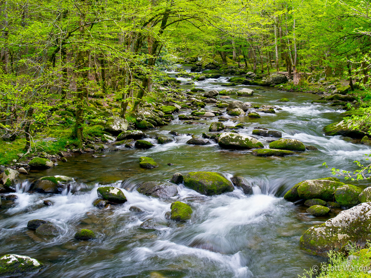 spring-foliage-little-river-great-smoky-mountains-national-park-tennessee.jpg