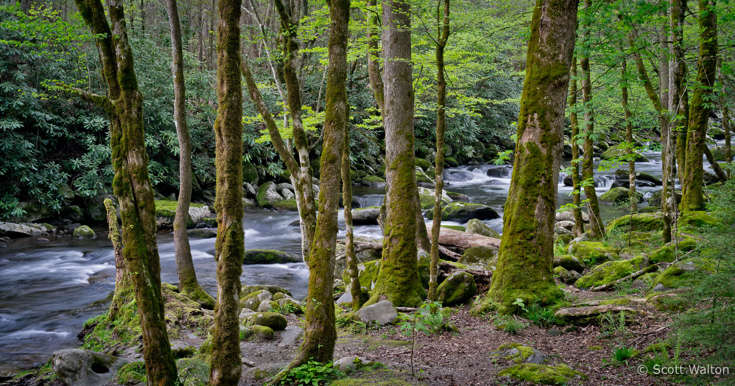 spring-foliage-little-river-pano-great-smoky-mountains-national-park-tennessee.jpg