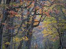 Autumn-Canopy-Great-Smoky-Mountains-National-Park-TN.jpg