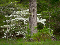 Dogwood-Detail-Cades-Cove-great-smoky-mountains-national-park-tennessee.jpg