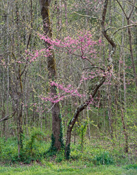 Spring Redbud Redbud-Sugarlands-7001740-004.jpg